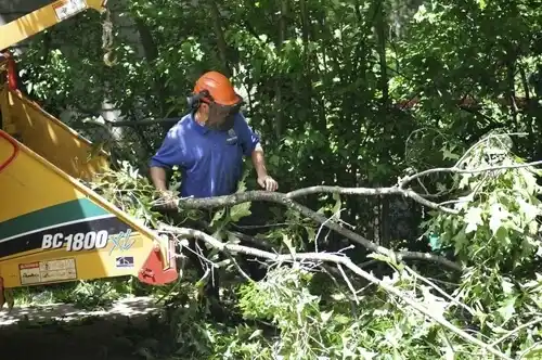 tree services Alpine